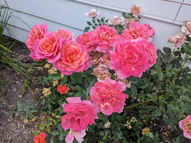 Disneyland Rose in full pink and orange bloom in home garden - Zone 5b