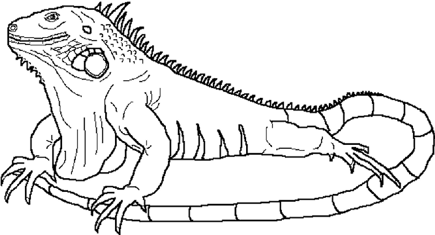 i de iguana para colorear ieKayALx9