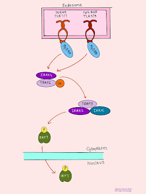 TLR signalling Pathway by Shaunak R- Replico