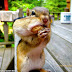 Chipmunk tries to get as many peanuts in his mouth as possible