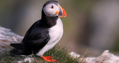 Atlantic puffins have the amazing jumping ability