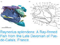 https://sciencythoughts.blogspot.com/2015/10/raynerius-splendens-ray-finned-fish.html