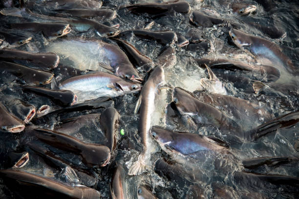 Jual Ikan Lele Bibit & Konsumsi Palembang, Sumatera Selatan Terpopuler
