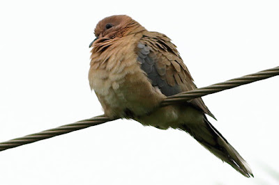 "Laughing Dove, sitting on a wire."