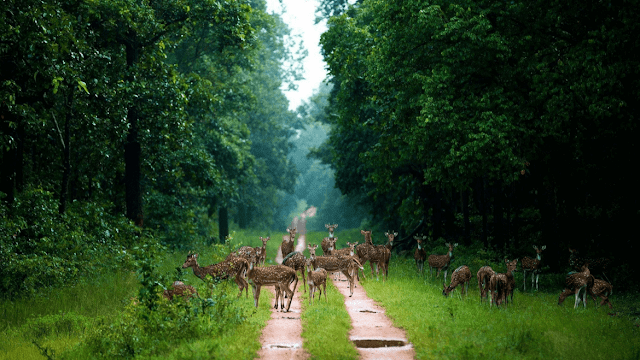 बारनवापारा वन्यजीव अभ्यारण्य छत्तीसगढ़, Barnawapara Wildlife Sanctuary Chhattisgarh : Chhattisgarh Tourist Places