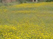 o amarelo das maias, do tojo, das acácias,