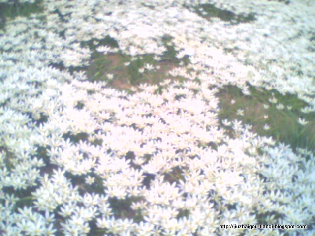 兰花-花:lanhua-09020112263124