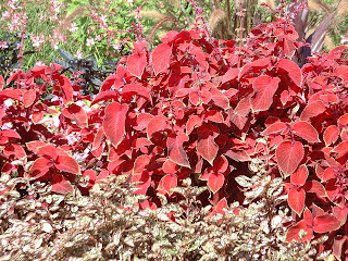 Fleurs rouges