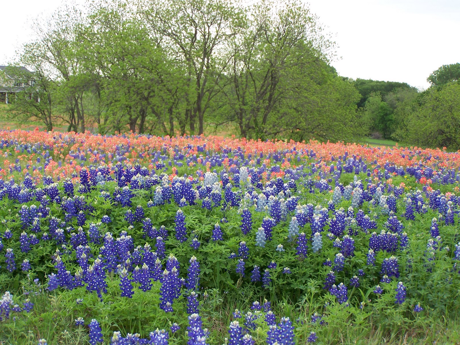 Cozy in Texas: Spring in Texas