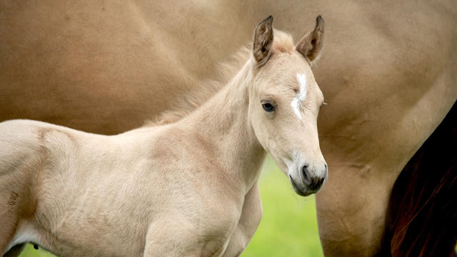 Common problems in baby horses