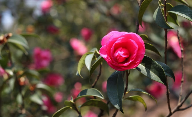 Camellia Flowers Pictures