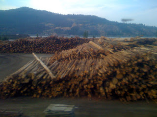 lots of wood