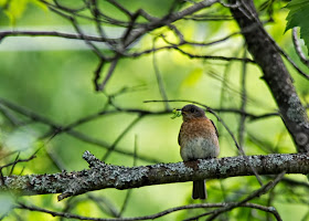 female eastern bluebird with food for nestlings