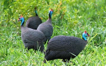 DINARA AGRO FARM: Gambar Menarik Ayam Mutiara/Guinea Fowl