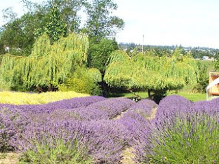 Sequim Lavender Farm