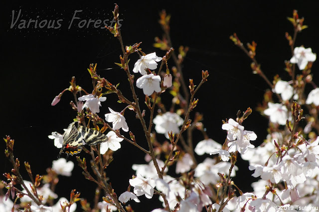 Gifu butterfly Japanese Luehdorfia