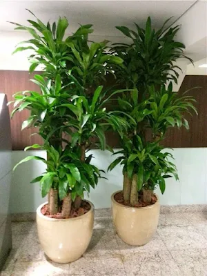 Como utilizar plantas na decoração de interiores