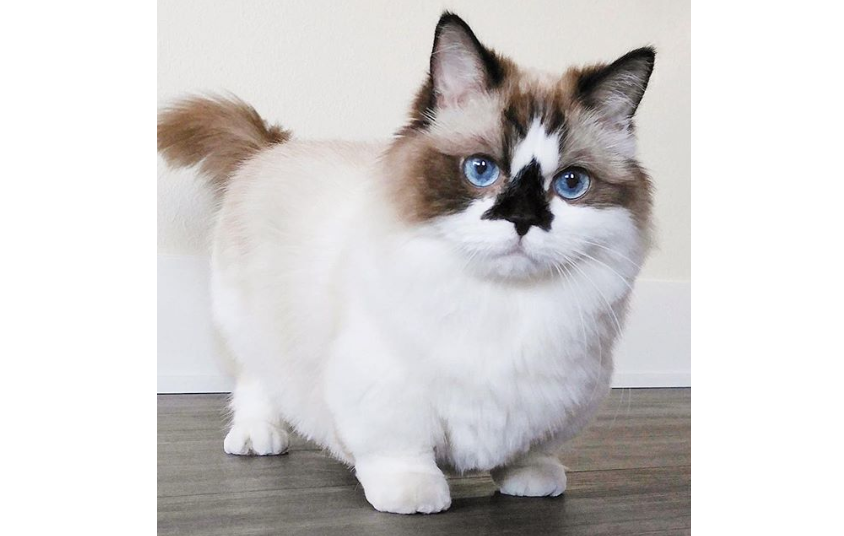 Munchkin Cat Breed: Are Short Legged Cats Cute Or Cruel ...