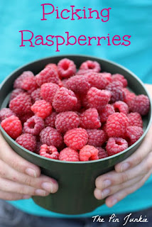 picking raspberries