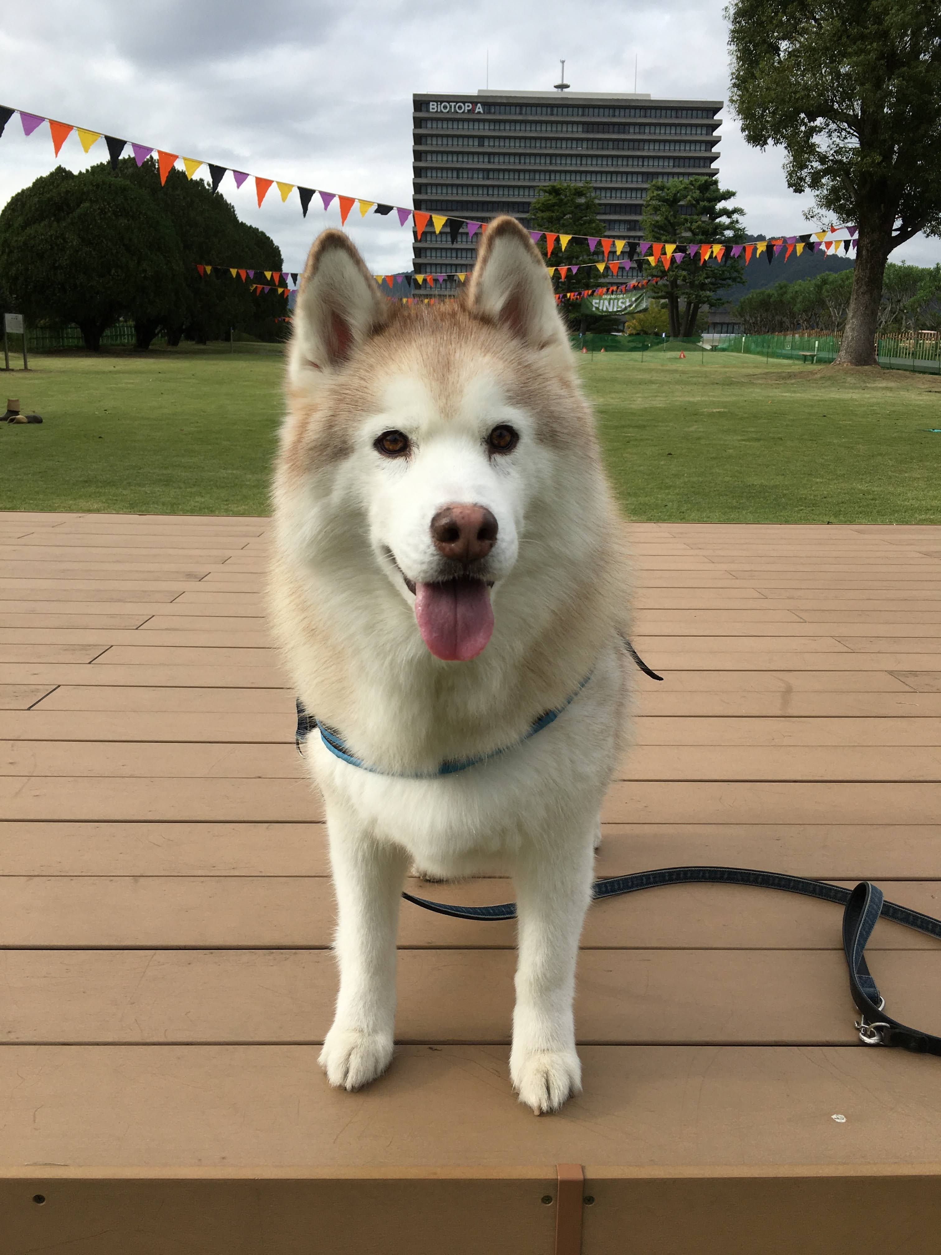 秋田犬は足が長い