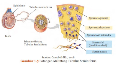 potongan melintang tubulus seminiferus, Sistem Reproduksi pada Manusia, http://semuamaterisekolah.blogspot.co.id/