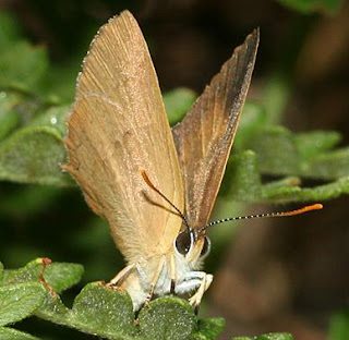 Golden Hairstreak