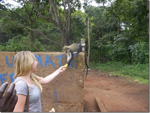 Boabeng Fiema Monkey Sanctuary