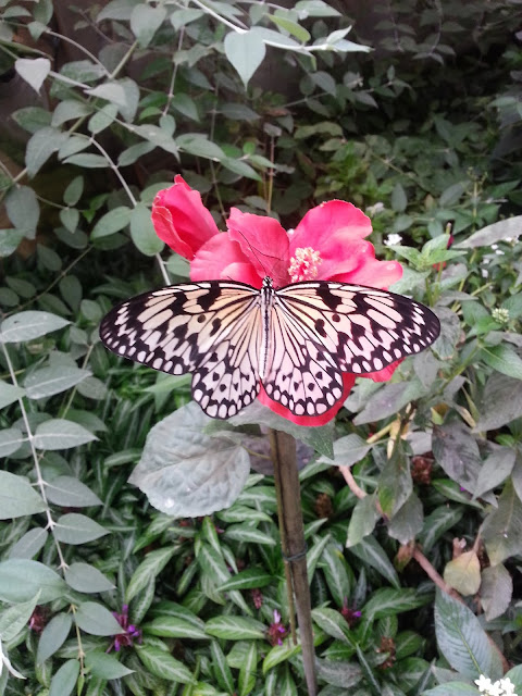 Notre envolée a la serre aux papillons de Poullain de la Queue-lez-Yvelines