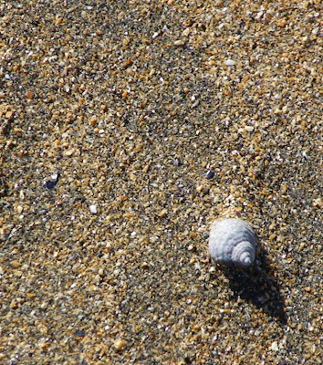 Dog Whelk (Nucella lapillus)