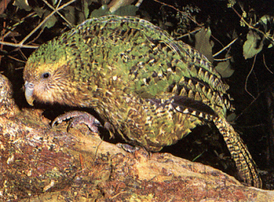 鴞鸚鵡 kakapo