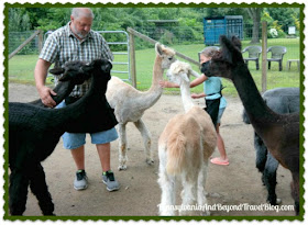 Jersey Shore Alpaca Farm in Cape May, New Jersey