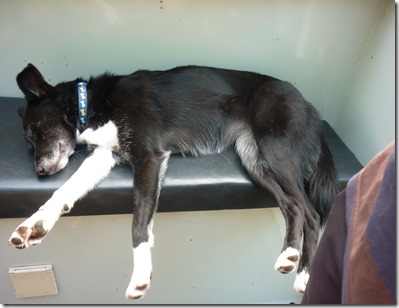 6 fast asleep in the sun