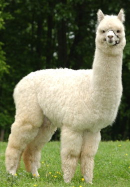 Foto de la Alpaca