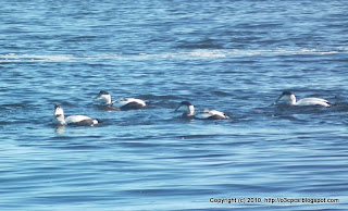 Common Eider, 11/13/10 Salisbury State Reservation