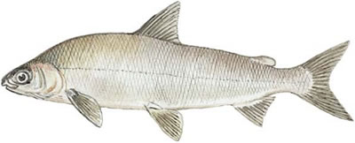 Lake Whitefish