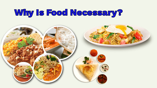 Why Is Food Necessary? Understanding the Importance of Food in Our Lives