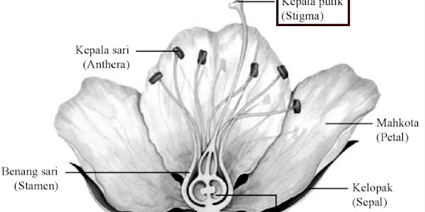 Fungsi Putik pada Bunga