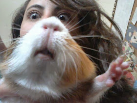 Funny animals of the week - 10 January 2014 (35 pics), funny guinea pig