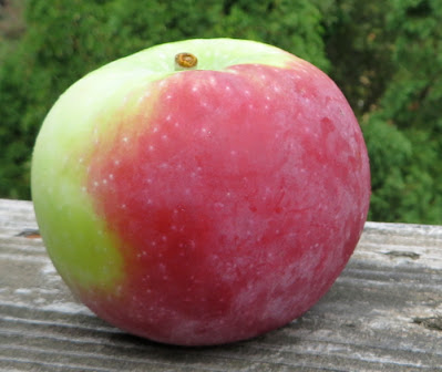 Green-yellow apple with partial saturated red blush