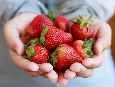 Strawberries is one of the List of hydroponic fruits and vegetables