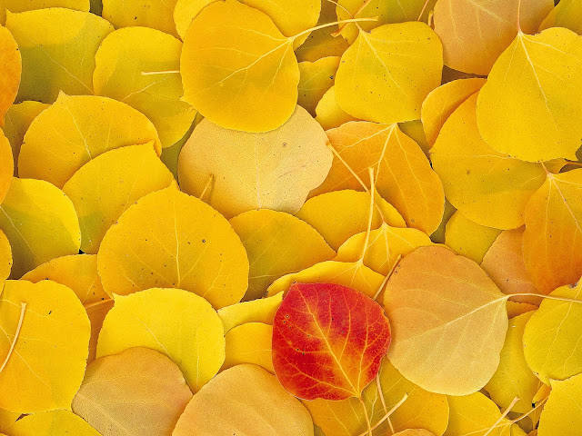 Gele bladeren en een rood blad