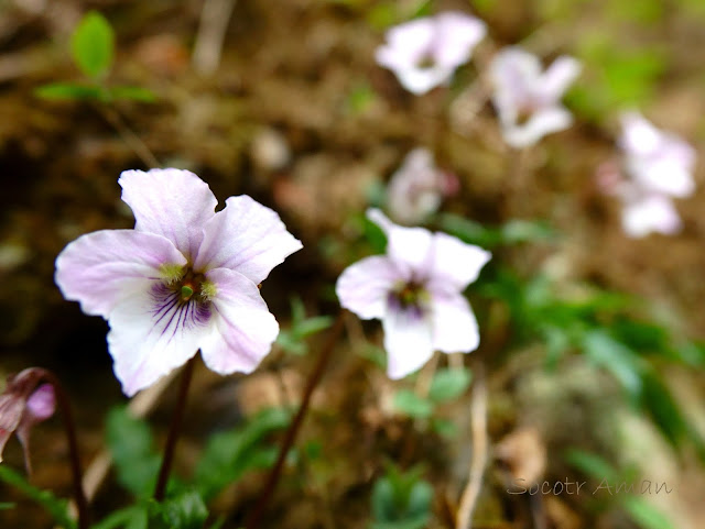 Viola eizanensis