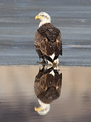 Bald Eagle Reflection