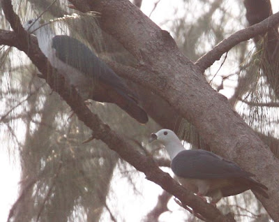 Foto Burung Pergam Rempah