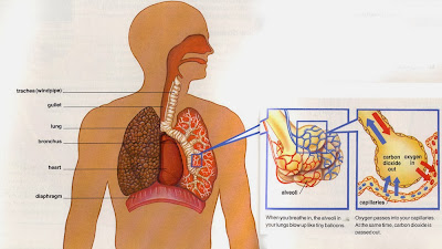 Respiratory System For Kids - How do we breathe?