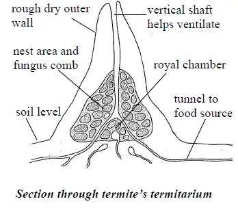 Structure of termites mound