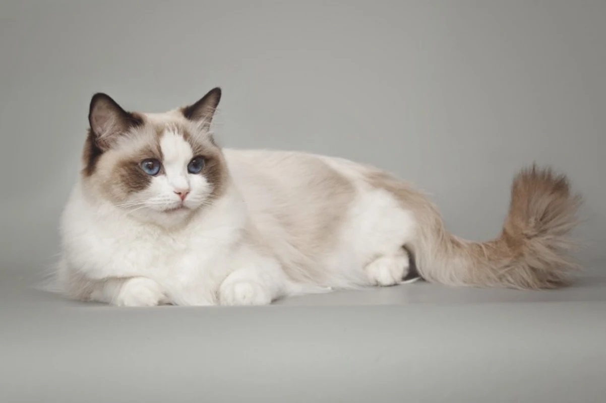 Ragdoll Cat