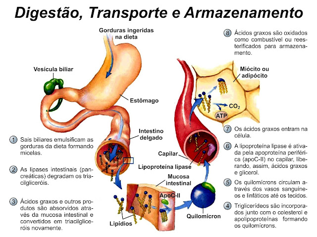 Imagem relacionada