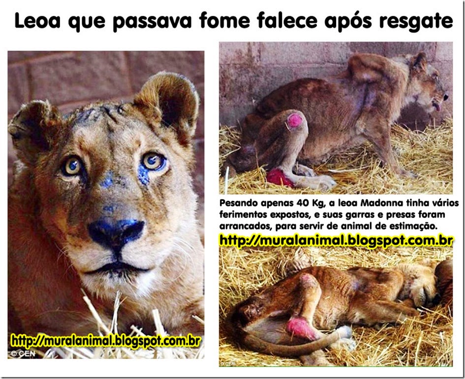 leoa_madonna