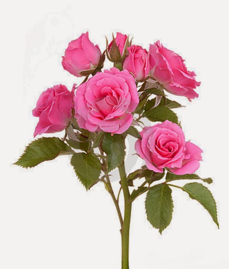 Avenger blog: Pink Rose Flower